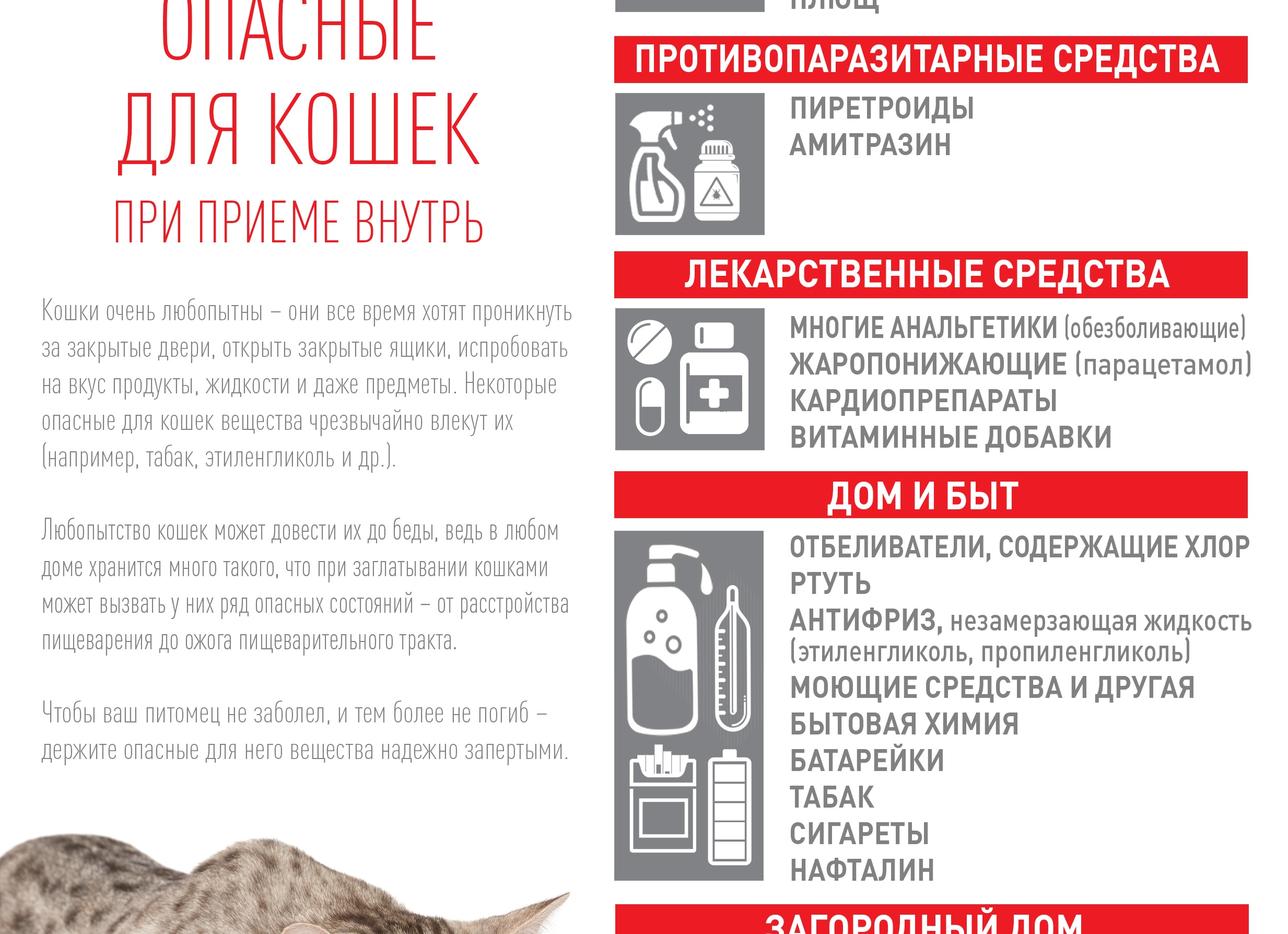Чем опасна бытовая химия для кошки?